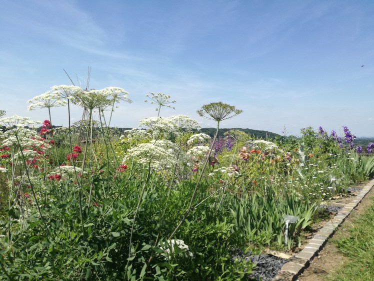 Burg Blankenberg 2 Burggarten